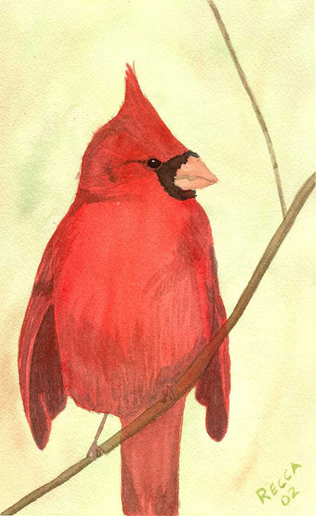 Watercolor of Cardinal by Phyllis Recca